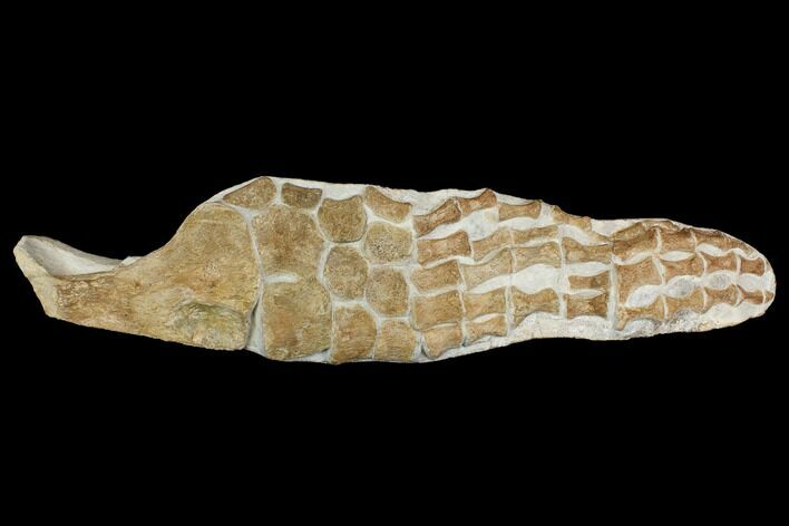 Fossil Plesiosaur Paddle - Goulmima, Morocco #164057